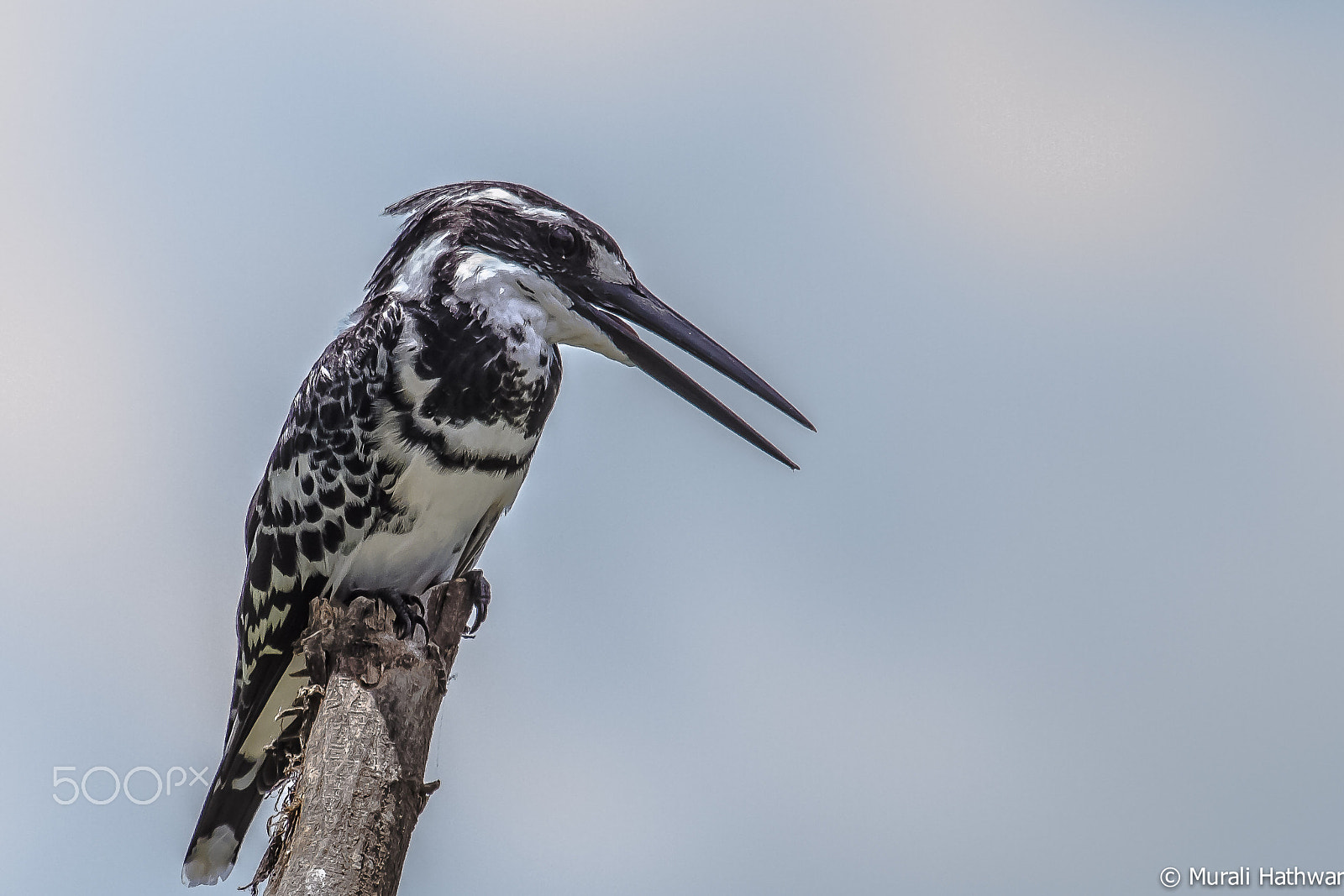 Canon EF 100-400mm F4.5-5.6L IS USM sample photo. Pied kingfisher photography