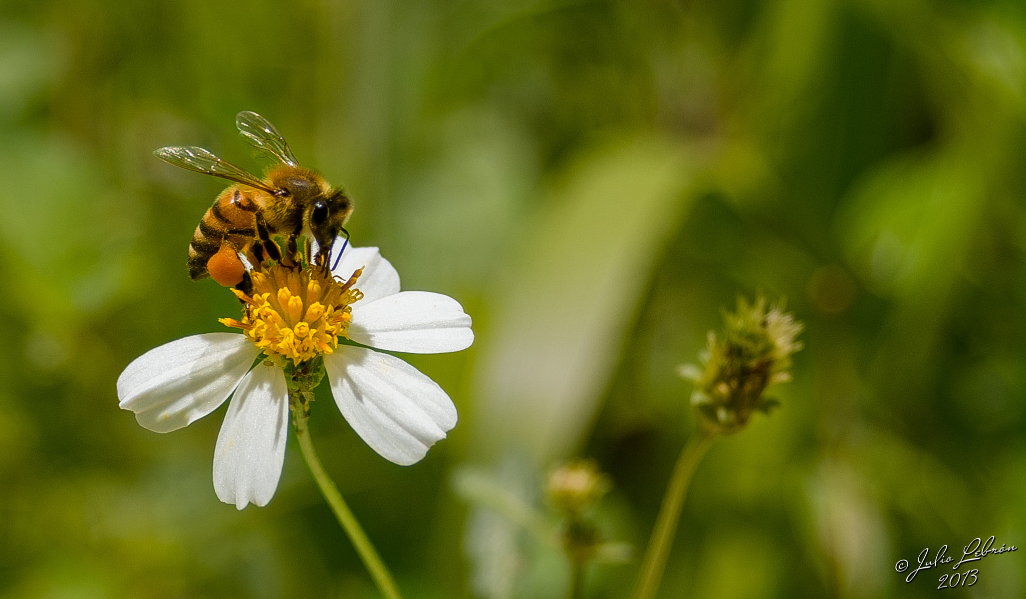 Pentax K-30 + Tamron 35-90mm F4 AF sample photo. Bee work photography