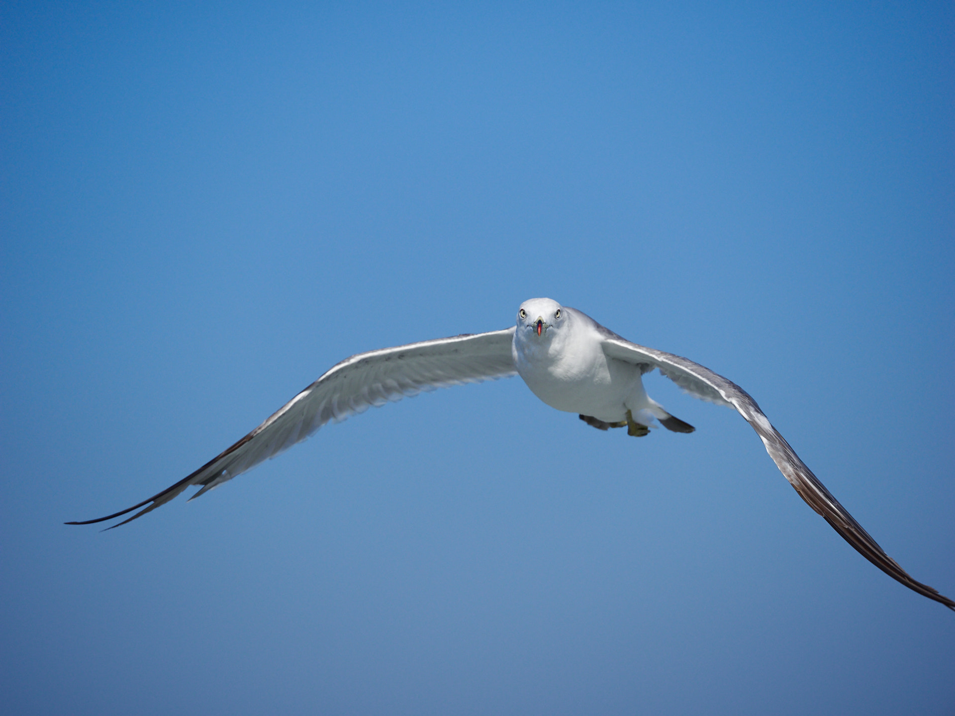 Panasonic Lumix G X Vario 35-100mm F2.8 OIS sample photo. Me... jornadan photography