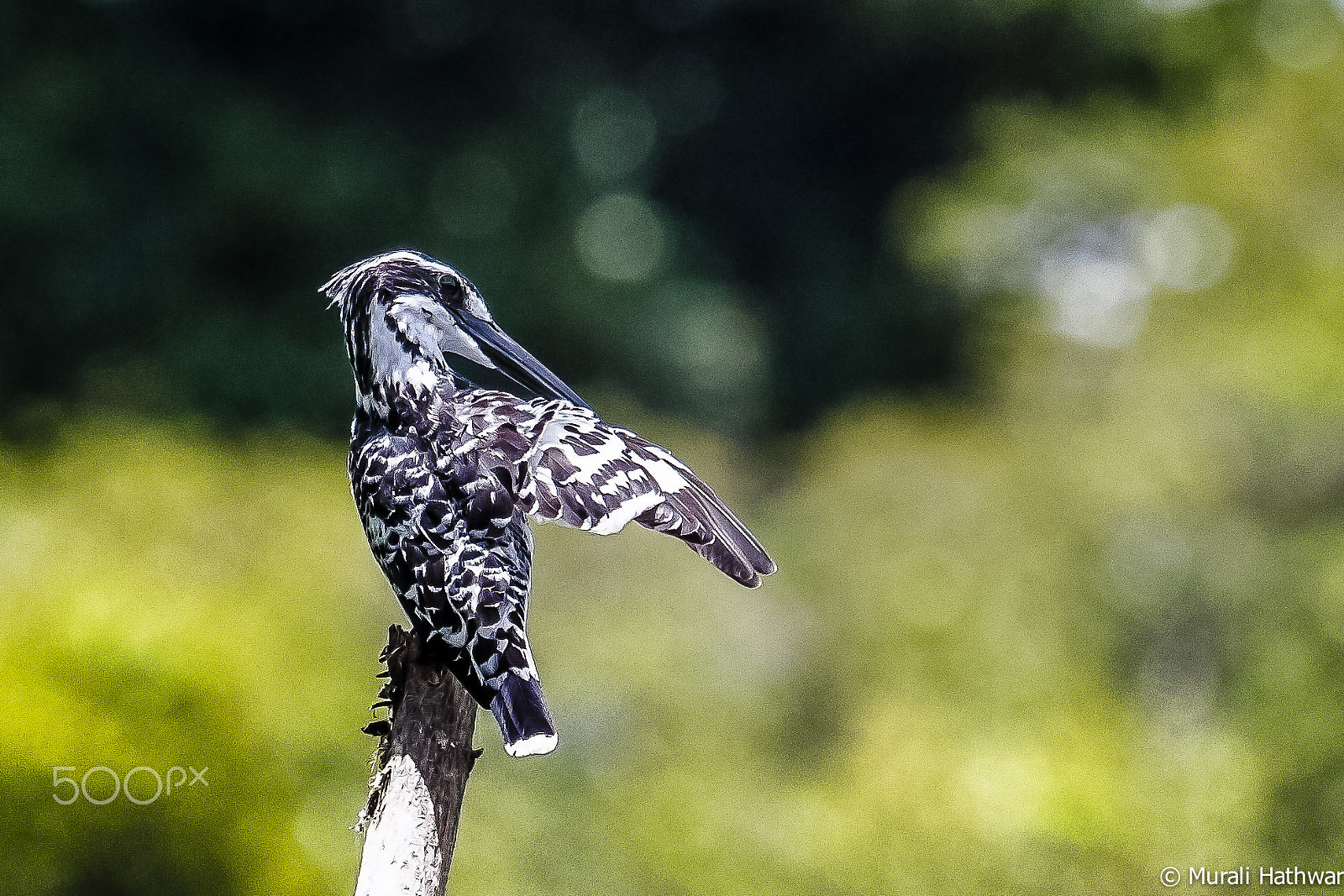 Canon EF 100-400mm F4.5-5.6L IS USM sample photo. Pied kingfisher photography
