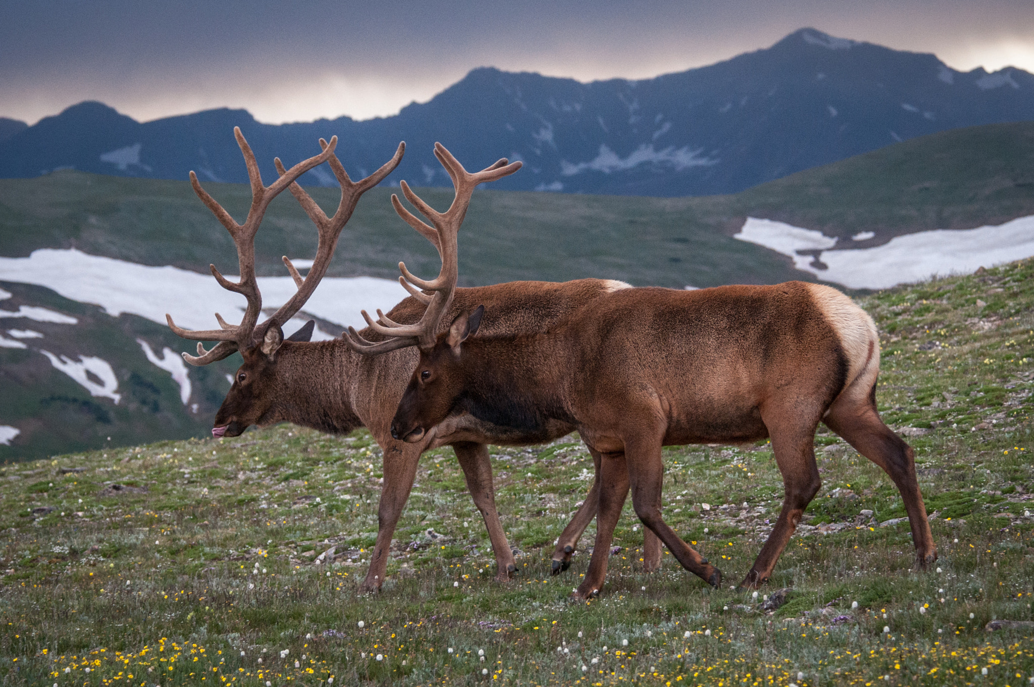 Nikon D300 sample photo. Elk bros photography