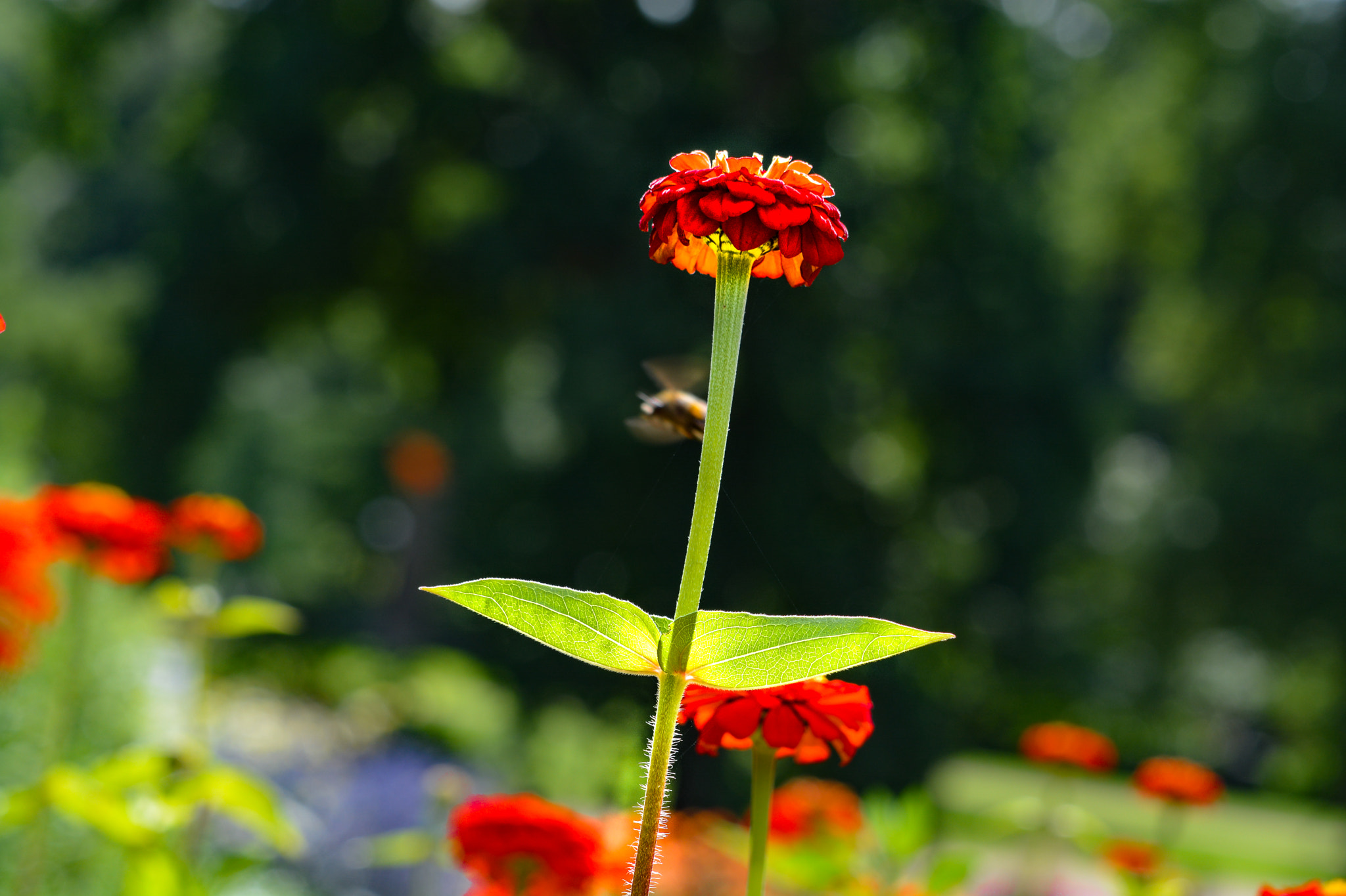 Nikon AF-S DX Micro-Nikkor 85mm F3.5G ED VR sample photo. Wings photography