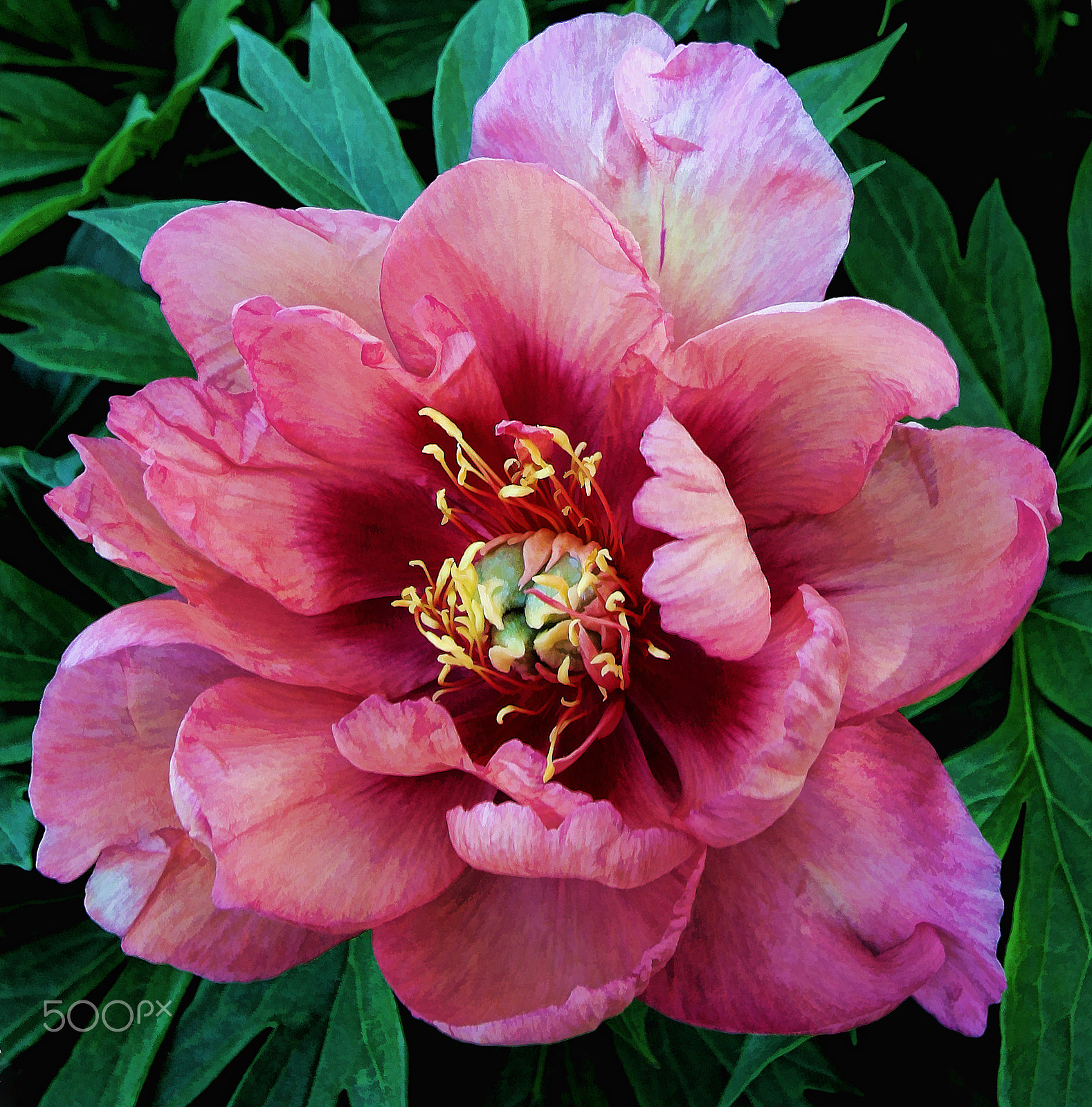 Canon EOS 450D (EOS Rebel XSi / EOS Kiss X2) sample photo. Peony - first arrival photography