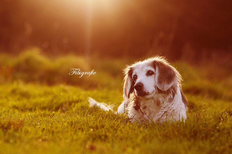 Canon EOS-1D Mark III sample photo. Emma in sunset photography