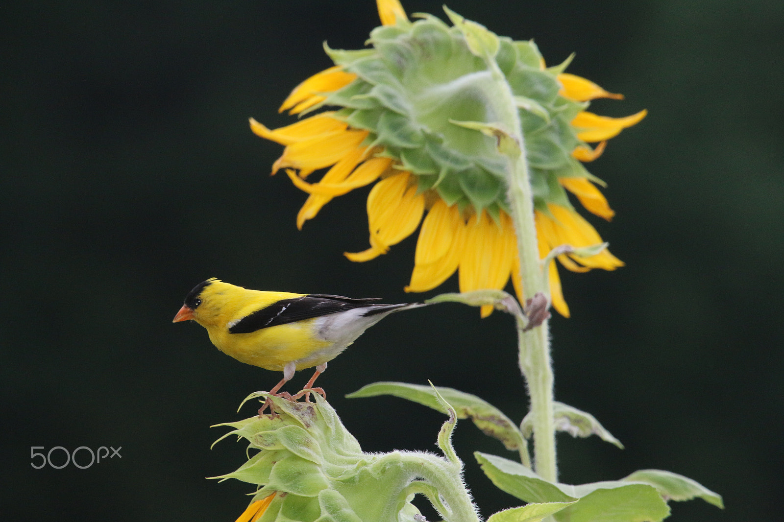 Canon EOS 70D + Canon EF 100-400mm F4.5-5.6L IS USM sample photo. Grosebeak photography