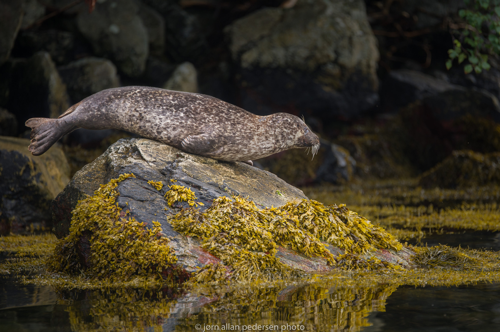 Nikon D3S sample photo. Navy seal photography