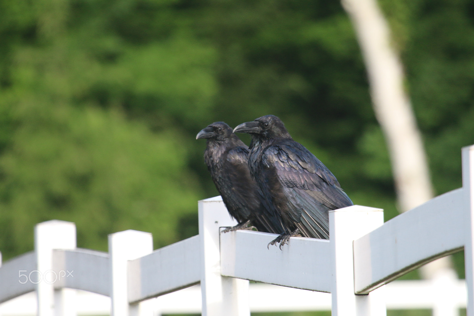 Canon EF 100-400mm F4.5-5.6L IS USM sample photo. Mr & mrs raven photography