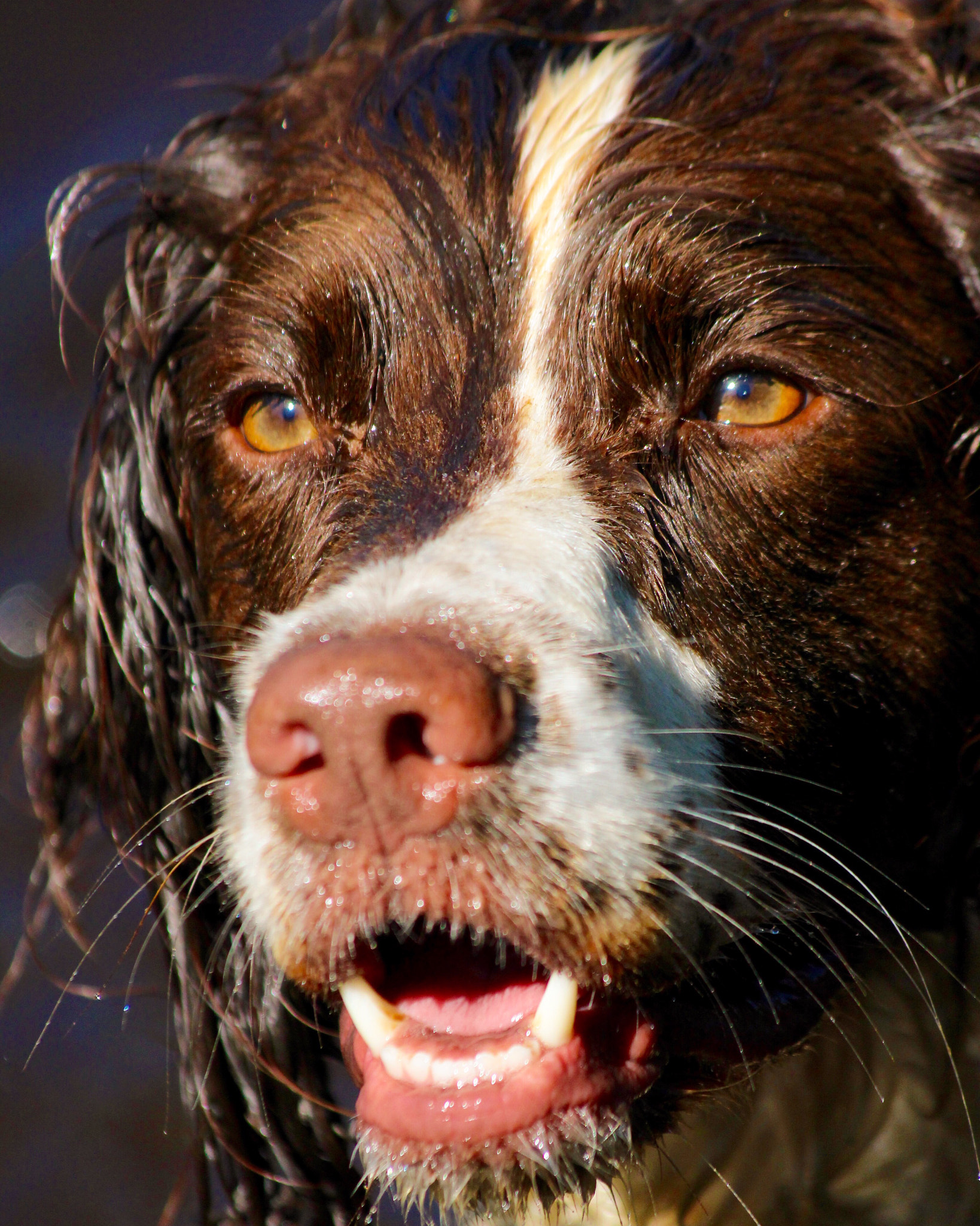 Canon EF 70-300mm F4-5.6 IS USM sample photo. My dog fred photography
