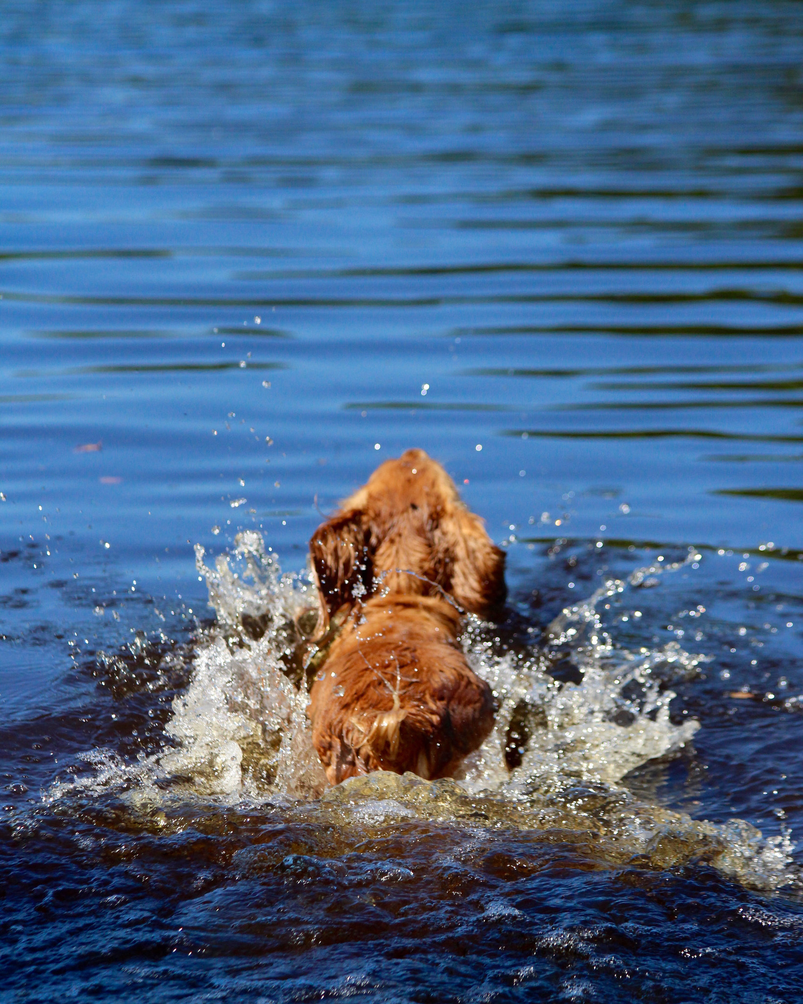 Canon EF 70-300mm F4-5.6 IS USM sample photo. Molly decided to have a splash photography