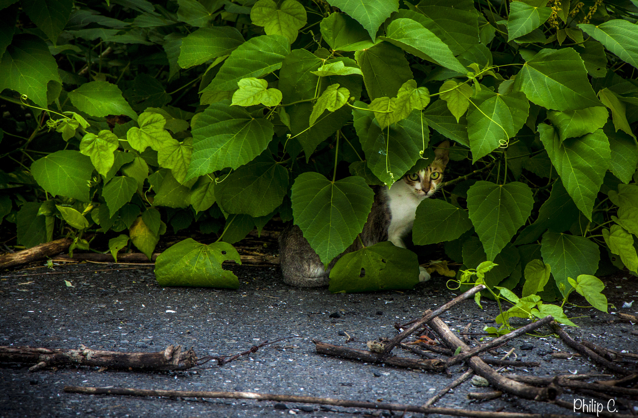 Canon EOS 500D (EOS Rebel T1i / EOS Kiss X3) sample photo. "green" hide and seek photography