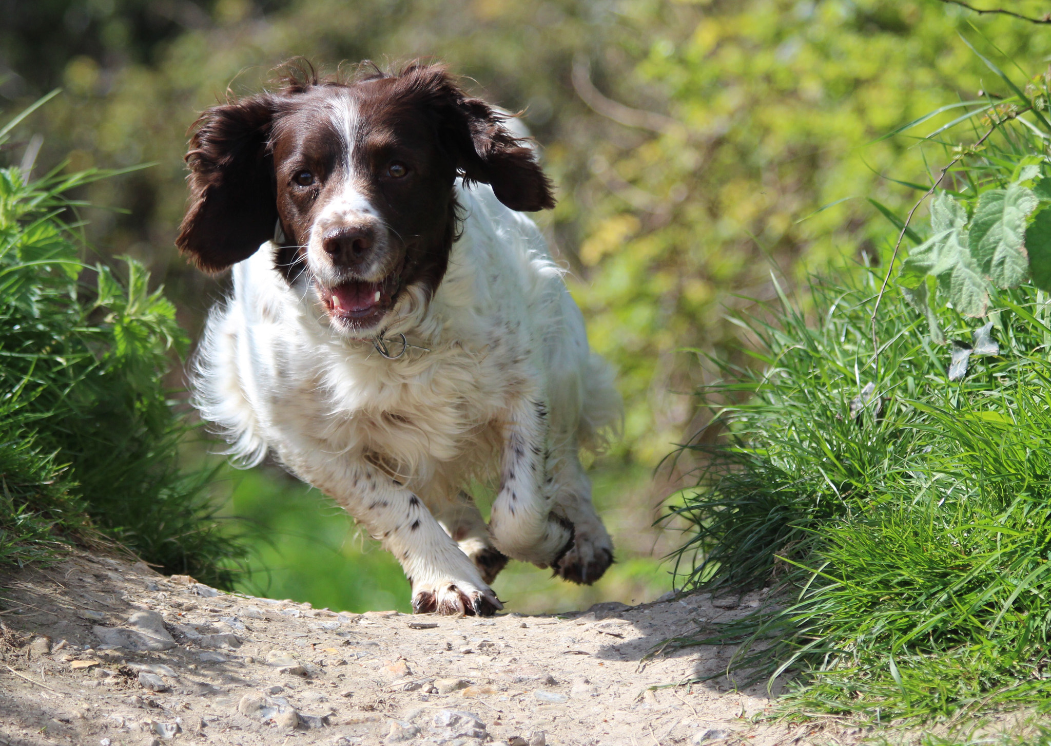 Canon EF 70-300mm F4-5.6 IS USM sample photo. Rosie in slow mo photography
