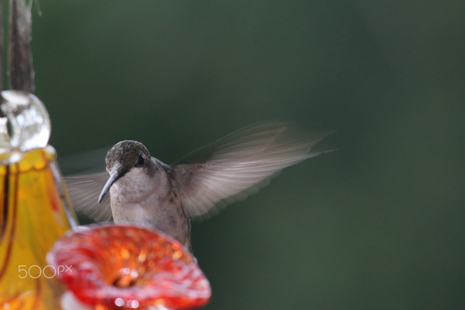 Canon EF 100-400mm F4.5-5.6L IS USM sample photo. Humming bird photography