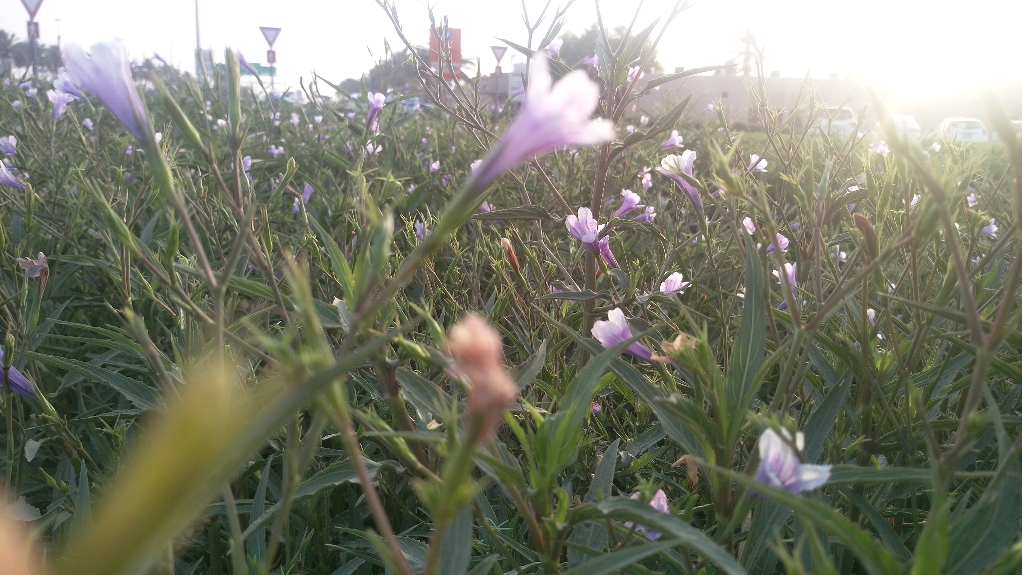 HTC ONE M9PLUS sample photo