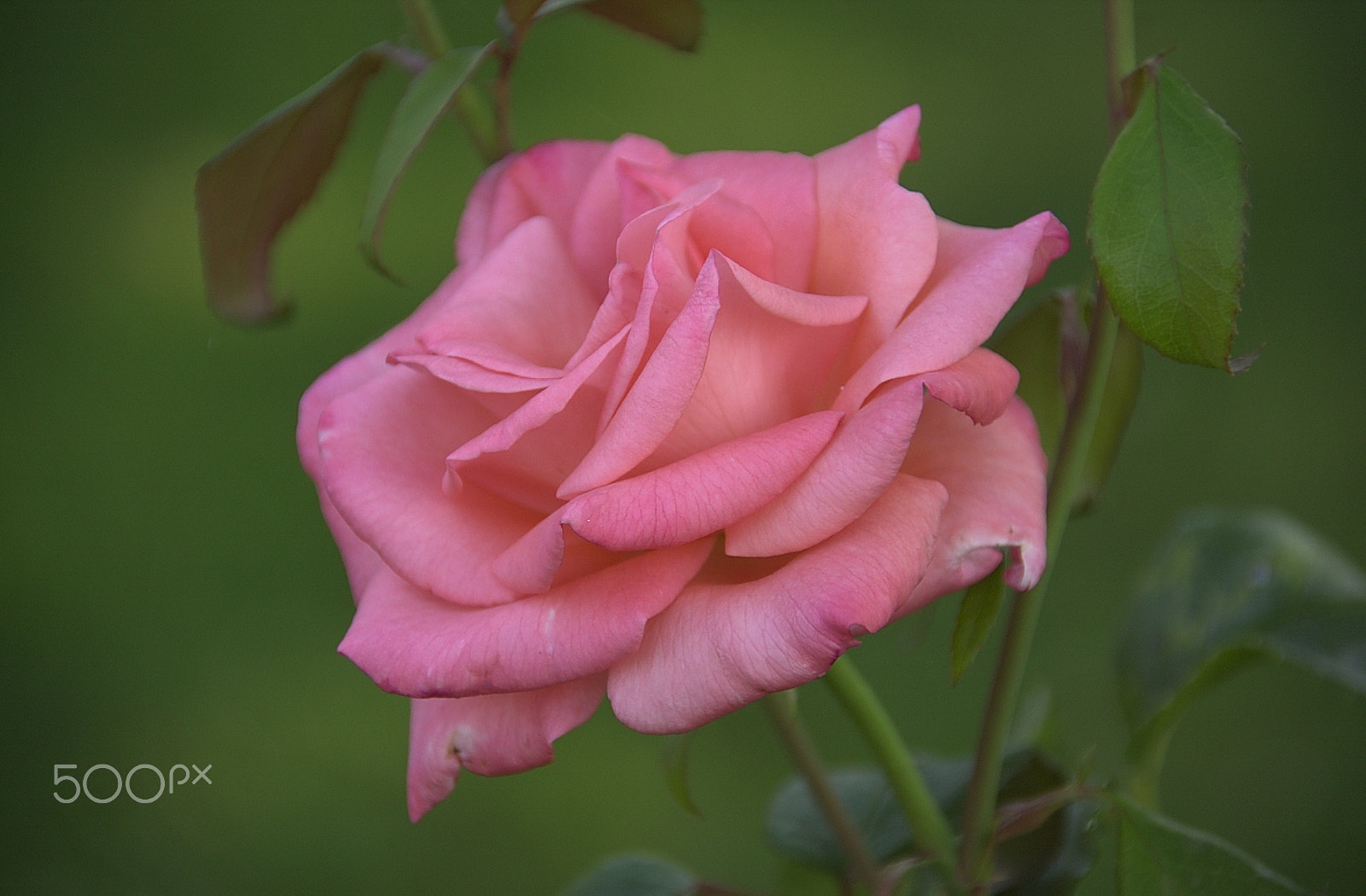 Nikon D1 sample photo. Pink rose photography