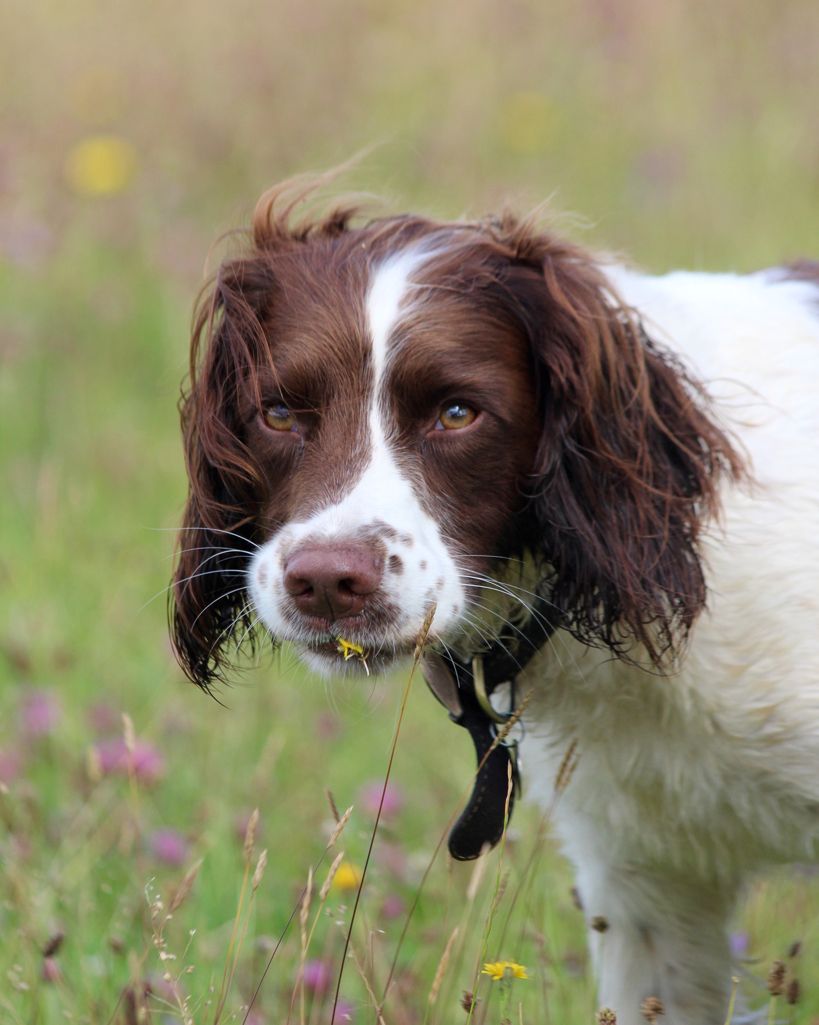 Canon EF 70-300mm F4-5.6 IS USM sample photo. Fred has decided he likes to eat flowers photography