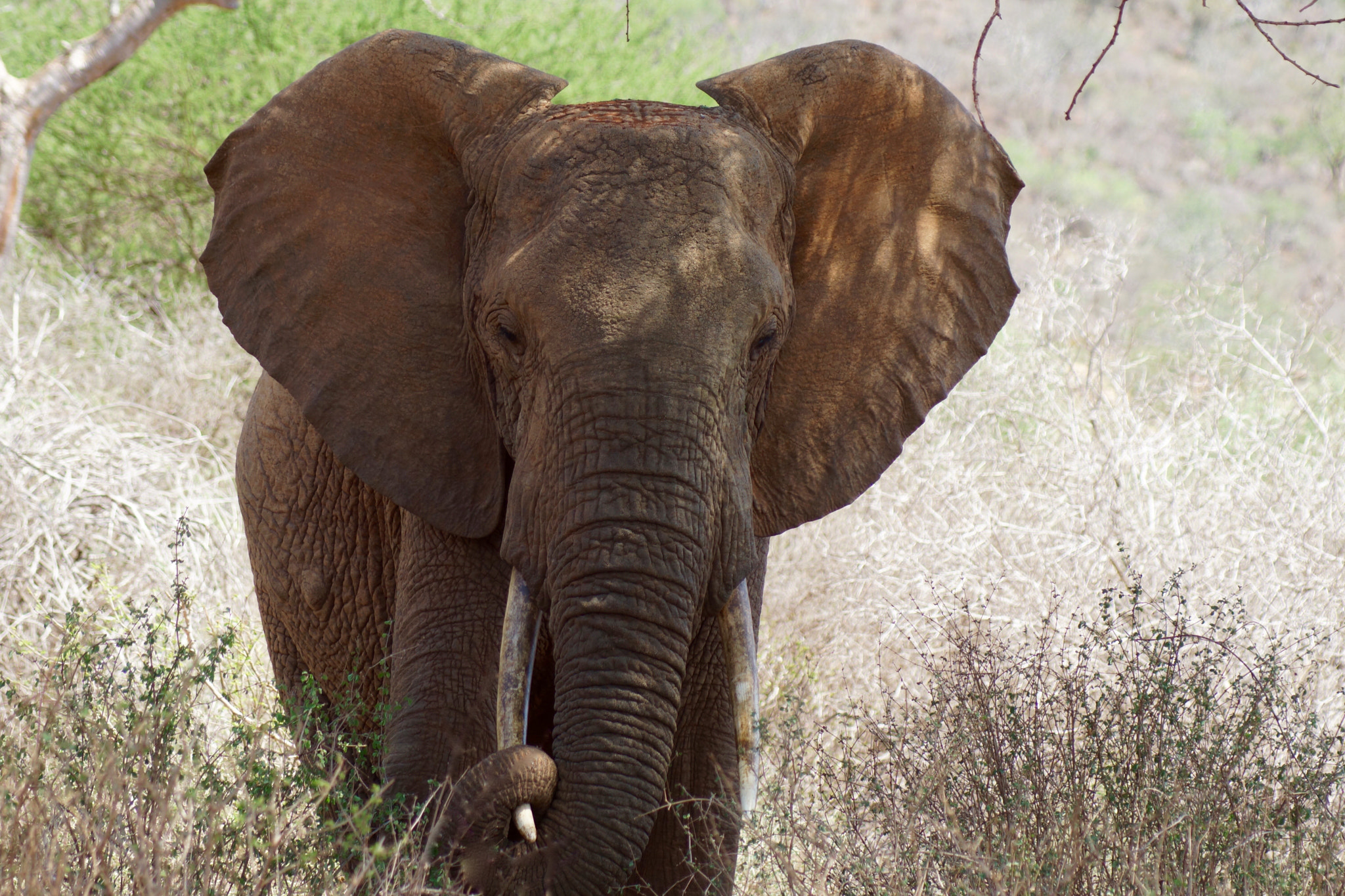 Sony 75-300mm F4.5-5.6 sample photo. This is my tusk photography