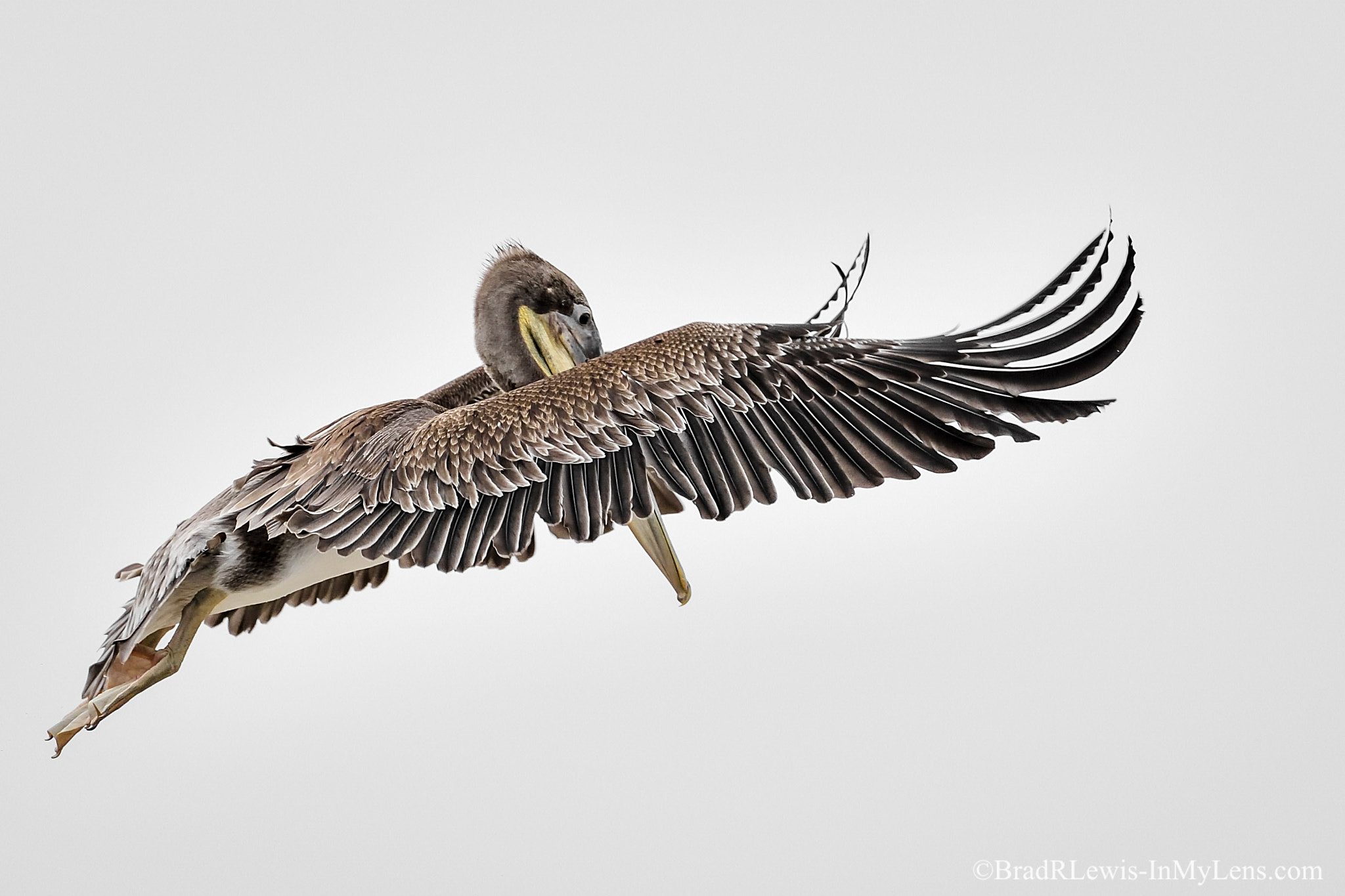 Nikon D5 + Nikon AF-S Nikkor 500mm F4E FL ED VR sample photo. Brown pelican photography