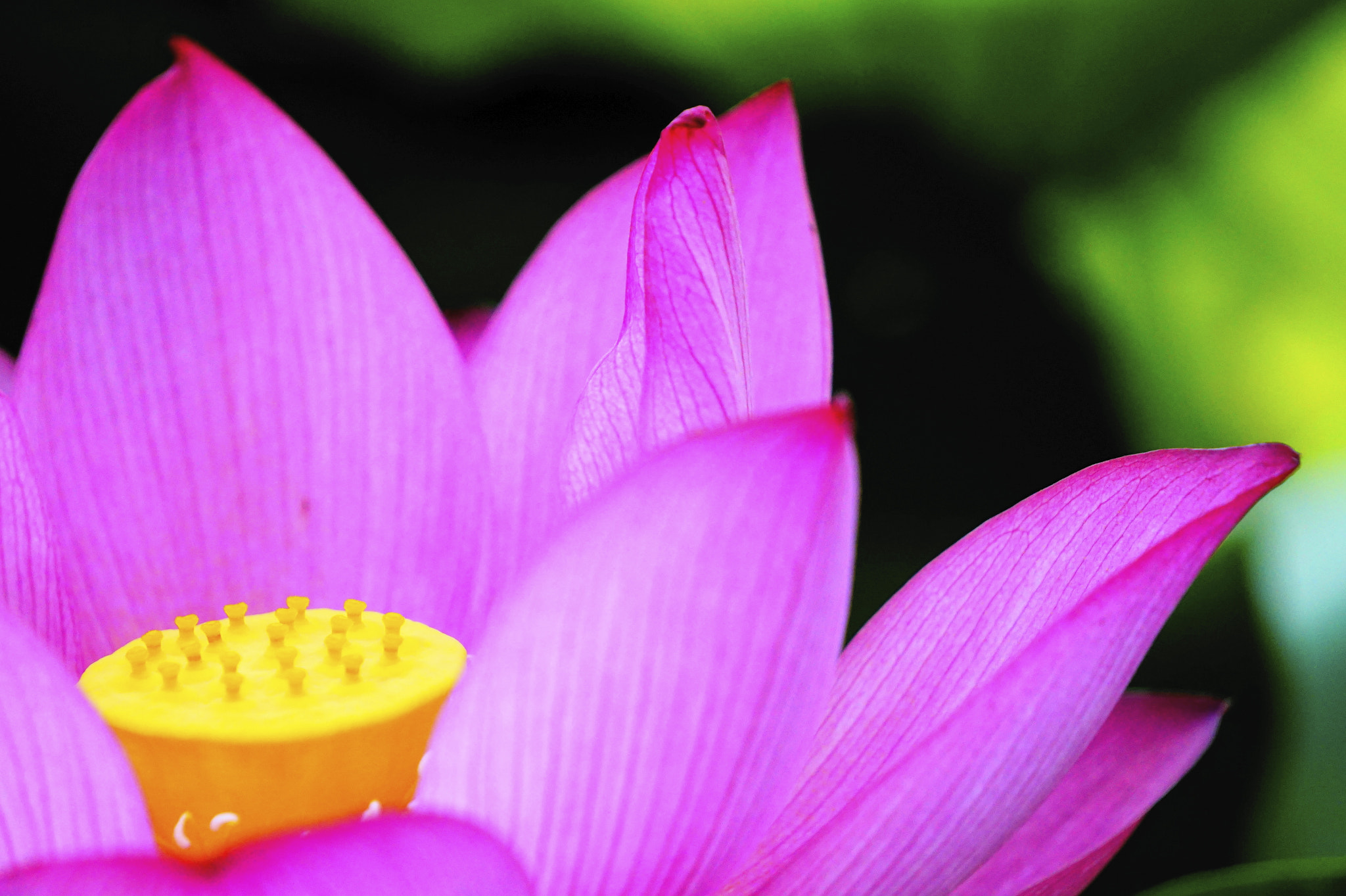 Sony E 55-210mm F4.5-6.3 OSS sample photo. 蓮。 photography