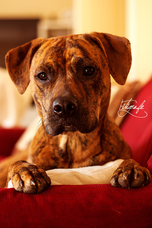 Canon EOS-1D Mark III sample photo. Abby indoor photography