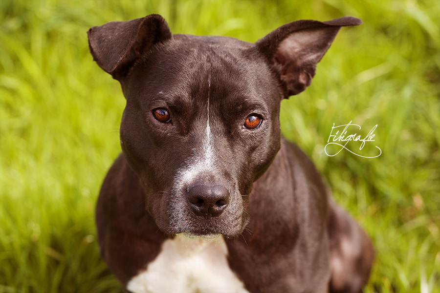 Canon EOS-1D Mark III sample photo. Pinsel photography
