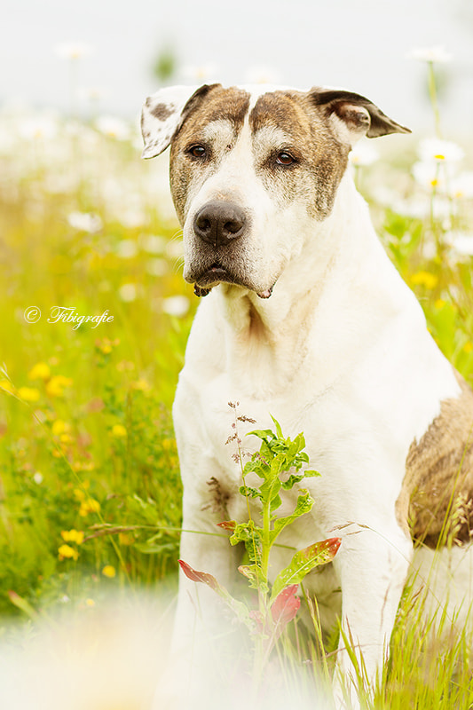 Canon EOS-1D Mark III sample photo. Old dog photography