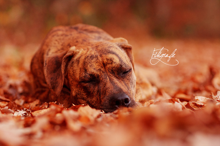 Canon EOS-1D Mark III sample photo. Abby im herbst photography
