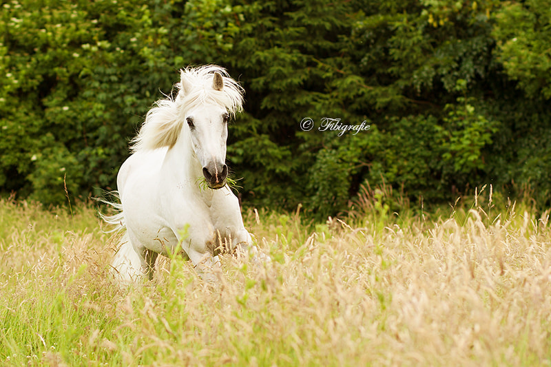 Canon EOS-1D Mark III sample photo. Tammy 2 photography