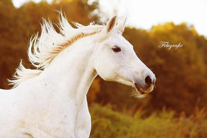 Canon EOS-1D Mark III sample photo. Shakira photography