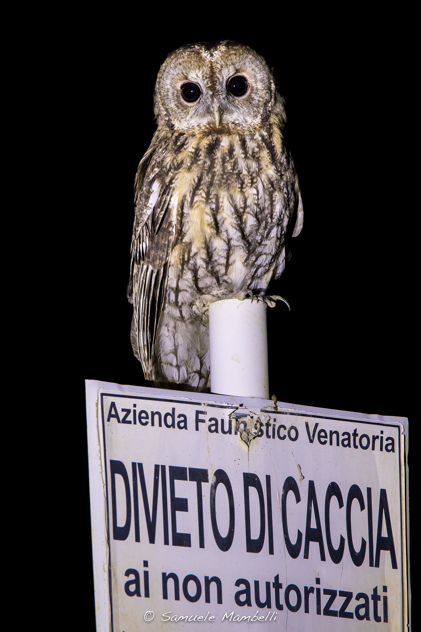 Canon EF 300mm F2.8L IS USM sample photo. Divieto di caccia photography