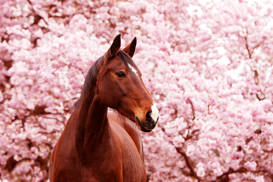 Canon EOS-1D Mark III sample photo. Funny in rosa blüten photography