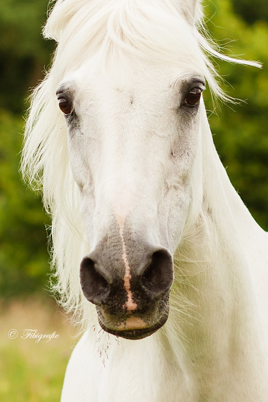 Canon EOS-1D Mark III sample photo. Tammy photography