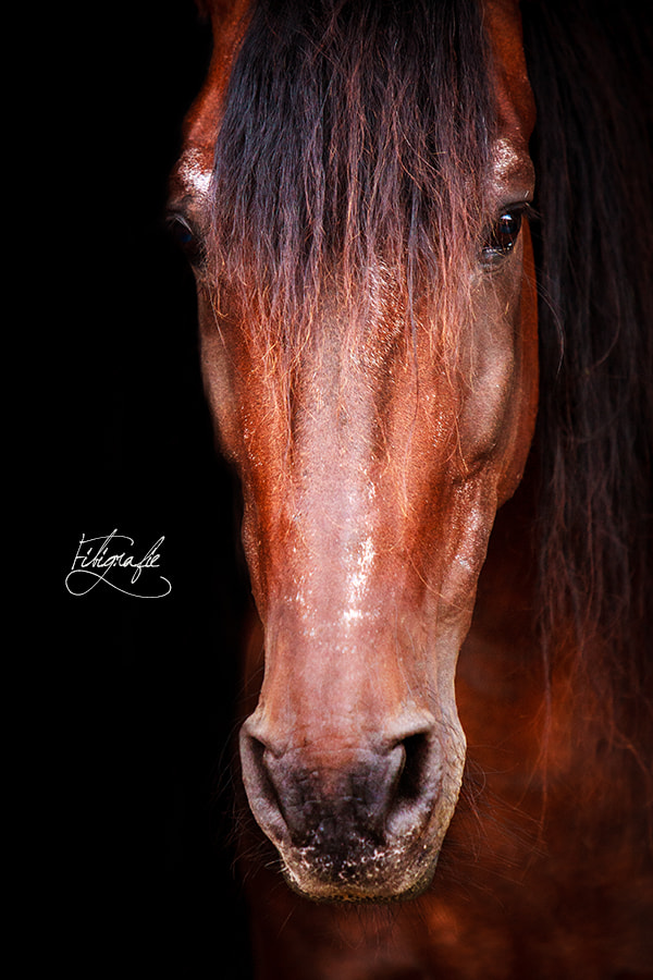 Canon EOS-1D Mark III sample photo. Ocupada photography