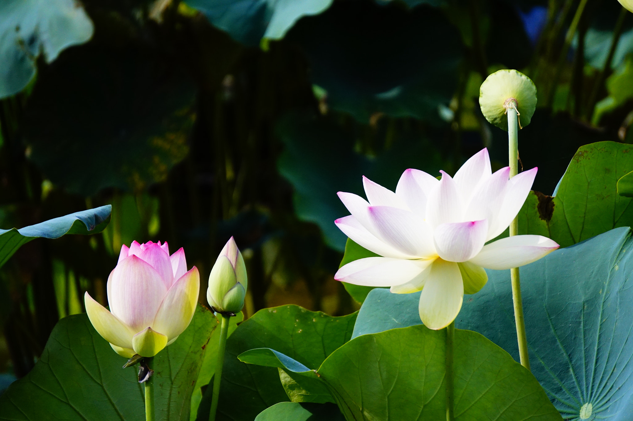 Sony E 55-210mm F4.5-6.3 OSS sample photo. 蓮。 photography