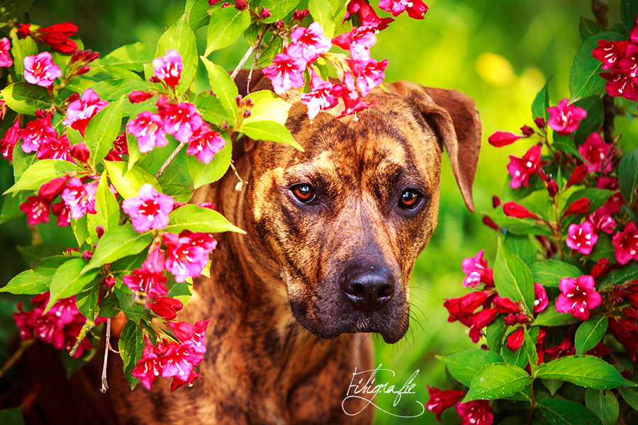 Canon EOS-1D Mark III sample photo. Abby in pinken blüten photography