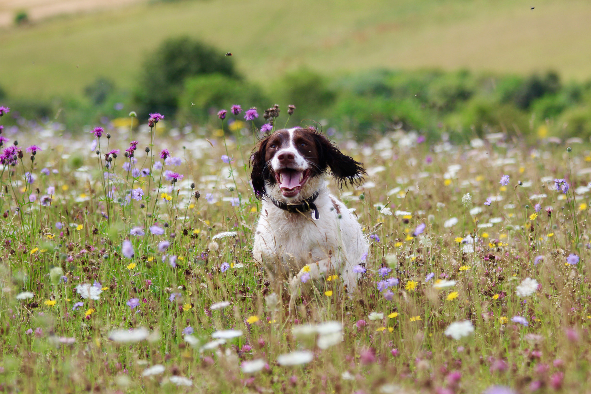 Canon EF 70-300mm F4-5.6 IS USM sample photo. Fred having fun in the field photography