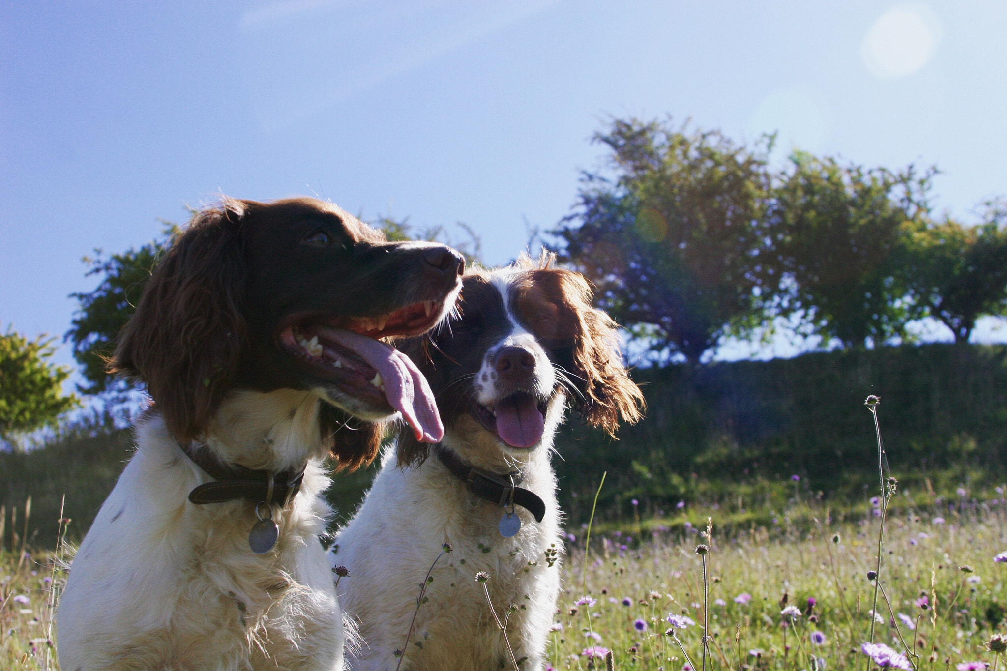 Canon EOS 20D + Canon EF 28-135mm F3.5-5.6 IS USM sample photo. Fred an hilda together photography