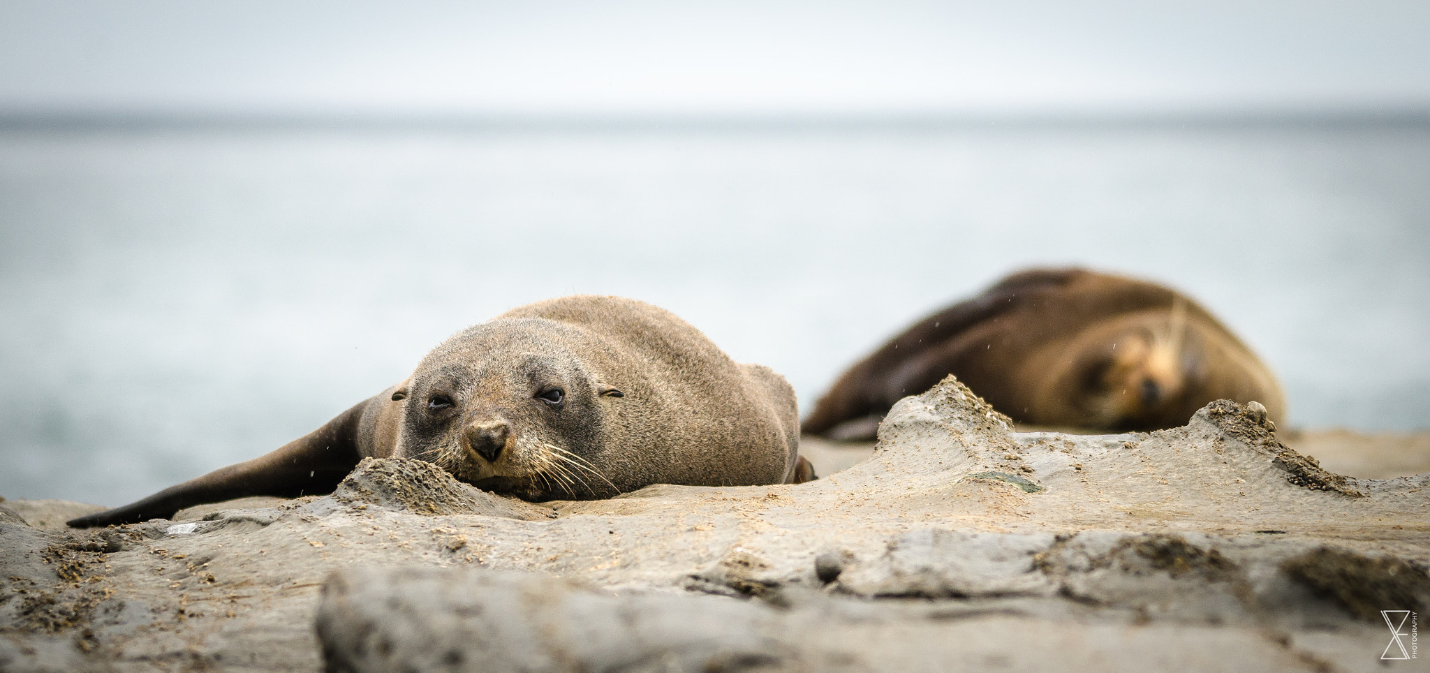 Sigma 120-400mm F4.5-5.6 DG OS HSM sample photo. Lazy seal photography