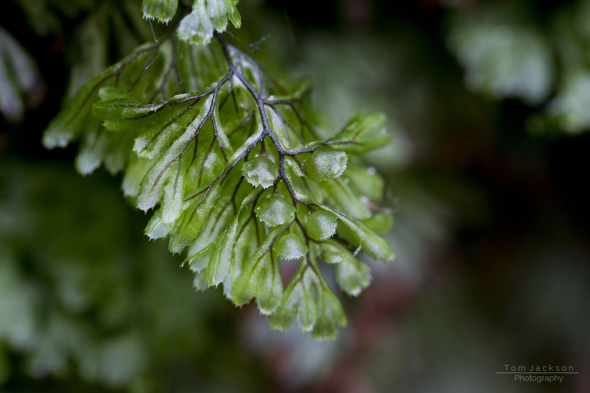 Sigma 105mm F2.8 EX DG OS HSM sample photo. Filmy fern (hymenophyllum tunbrigense) photography