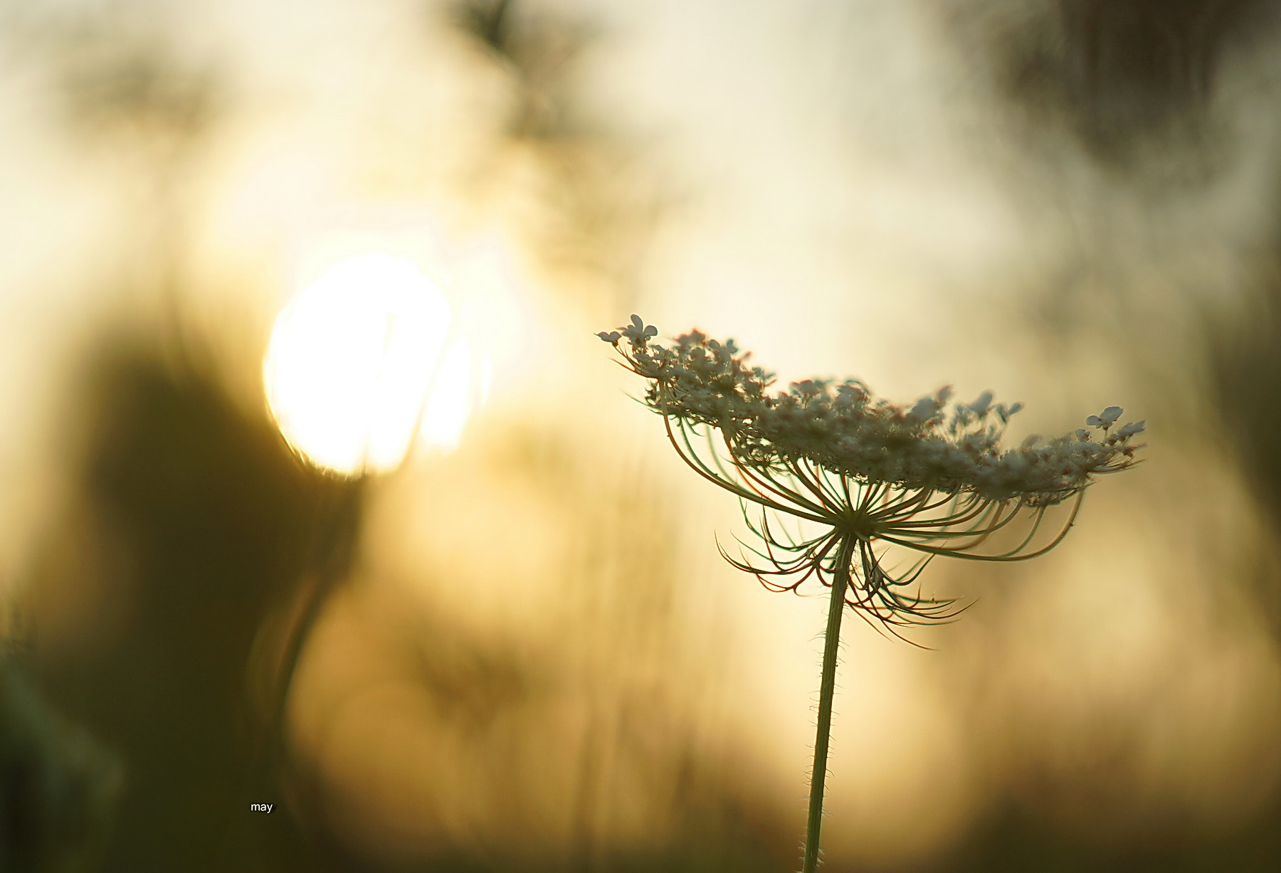 Sony SLT-A65 (SLT-A65V) + Minolta AF 50mm F1.7 sample photo. Evening walks.. photography