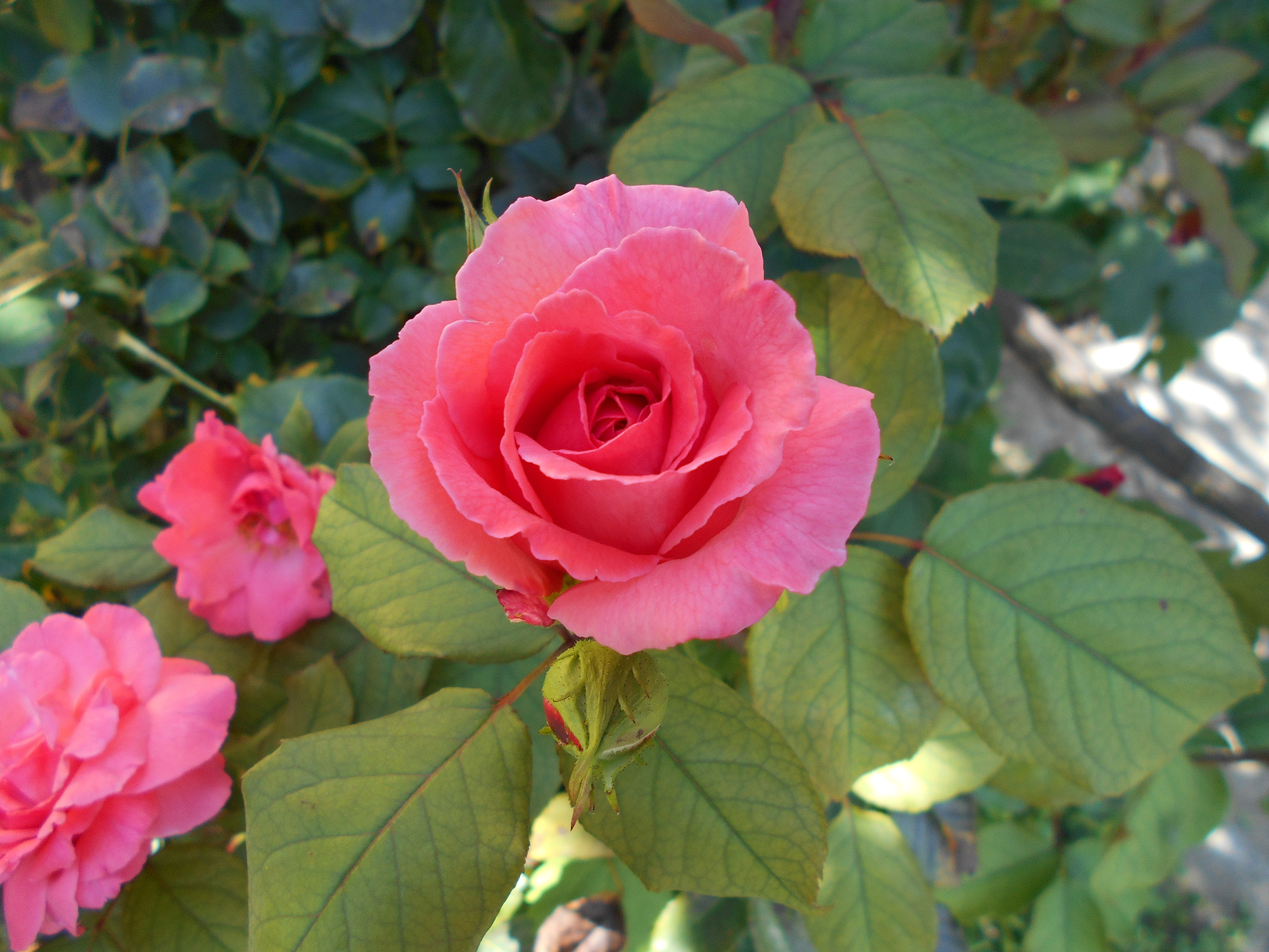 Nikon COOLPIX S2800 sample photo. Beautiful rose in our garden photography