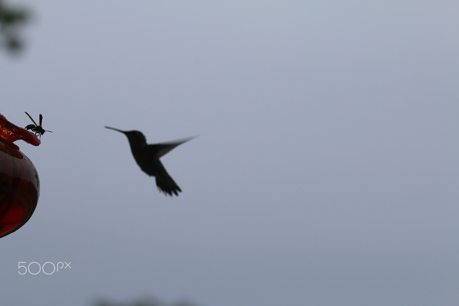 Canon EOS 70D + Canon EF 100-400mm F4.5-5.6L IS USM sample photo. Hummingbird & bee photography