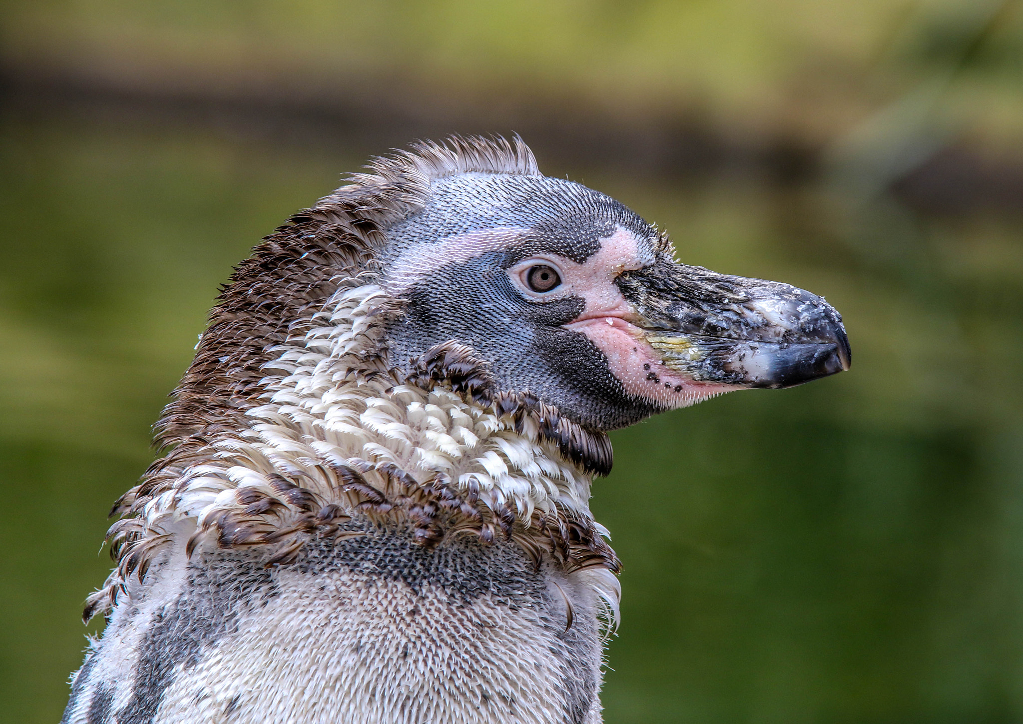 Tamron SP AF 70-200mm F2.8 Di LD (IF) MACRO sample photo. Penguin 2 photography
