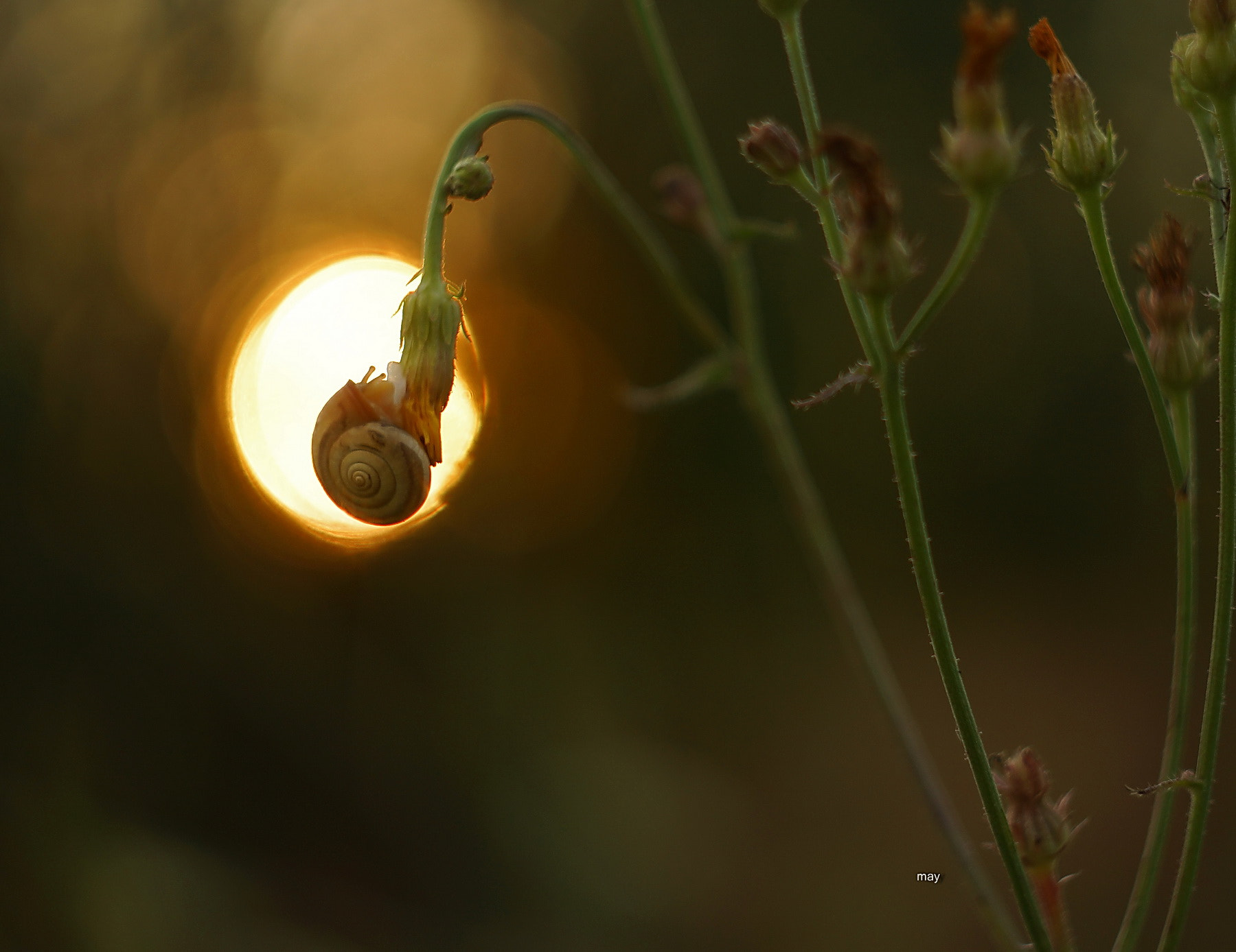 Sony SLT-A65 (SLT-A65V) + Minolta AF 50mm F1.7 sample photo. Small snail.. photography