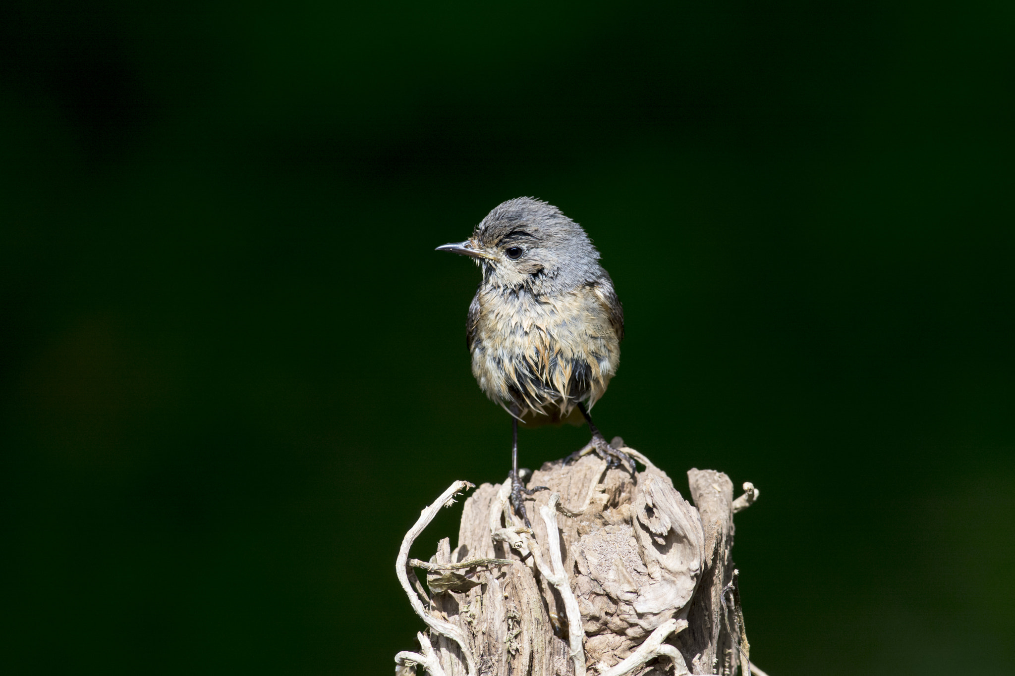 Nikon D7100 + Nikon AF-S Nikkor 300mm F2.8G ED-IF VR sample photo. 070616_028.jpg photography