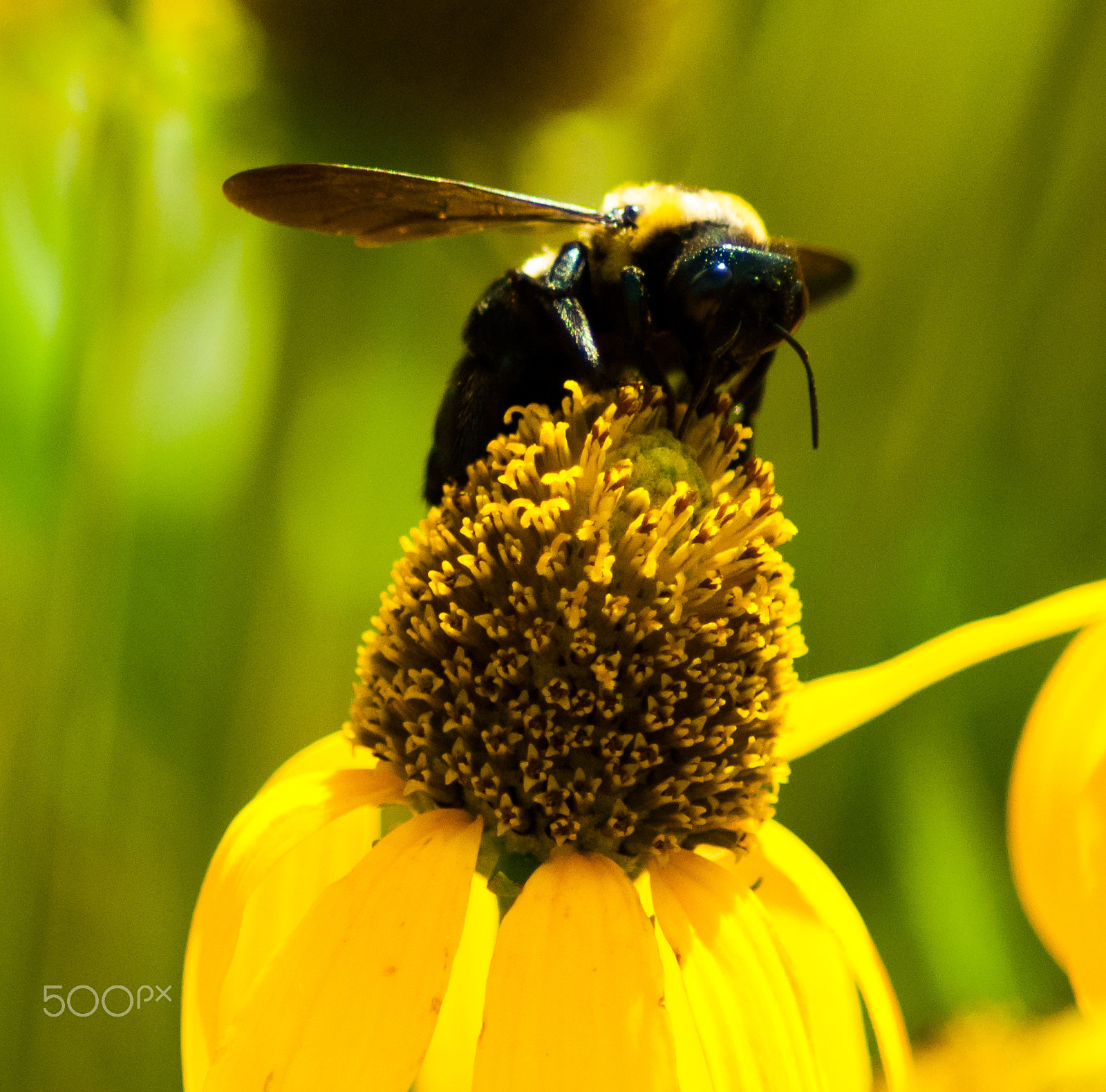 Nikon D60 sample photo. Bee drinking nectar photography