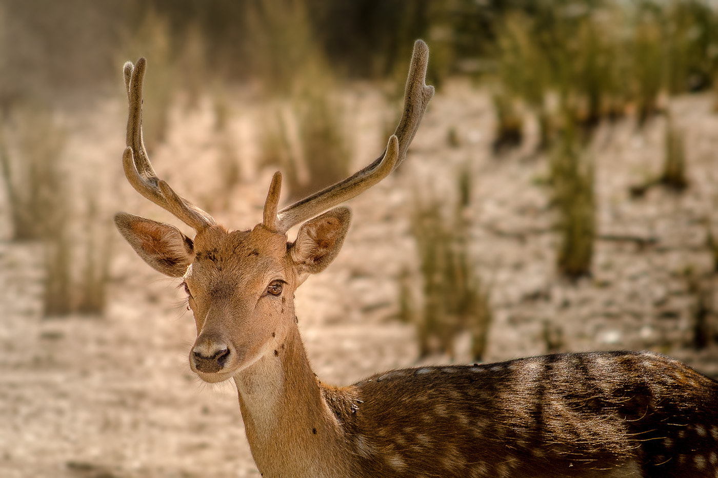 Nikon D7000 + AF Nikkor 70-210mm f/4-5.6 sample photo. Young deer photography