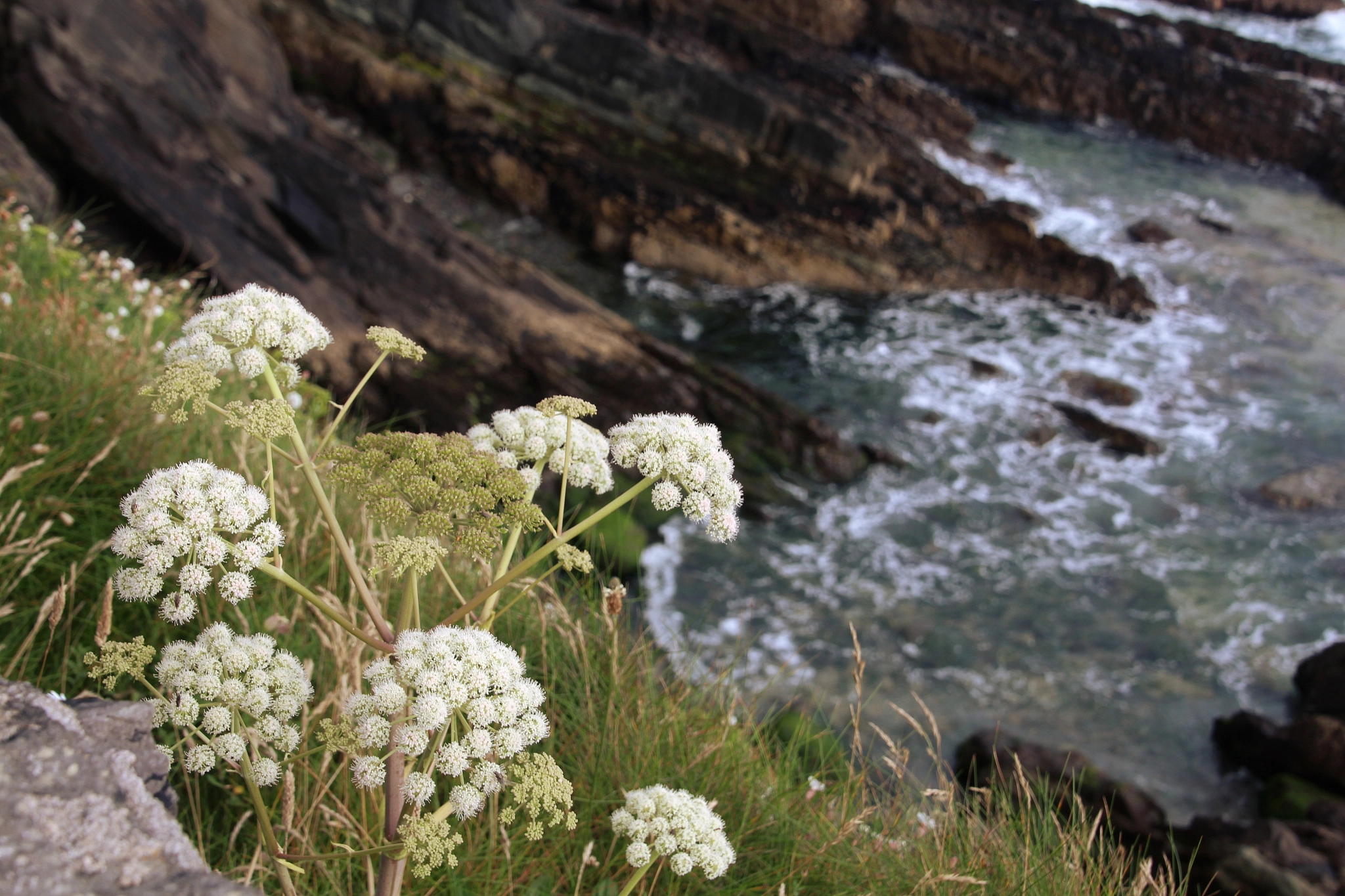 Canon EOS 650D (EOS Rebel T4i / EOS Kiss X6i) + Tamron 18-270mm F3.5-6.3 Di II VC PZD sample photo. Flowers at the atlantic ocean photography