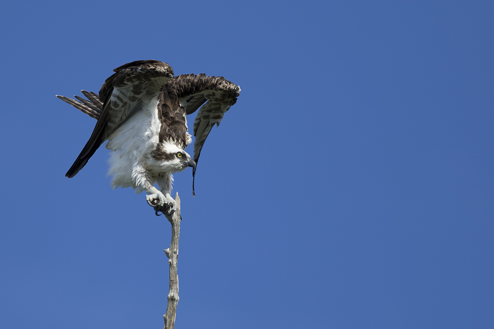 Canon EOS 7D Mark II + Canon EF 300mm F2.8L IS II USM sample photo. Osprey watching photography