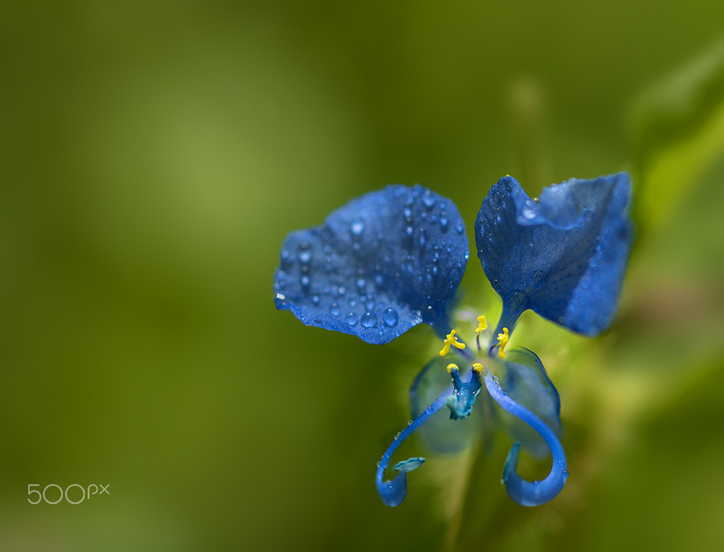 Nikon AF Micro-Nikkor 60mm F2.8D sample photo. Blue and green photography