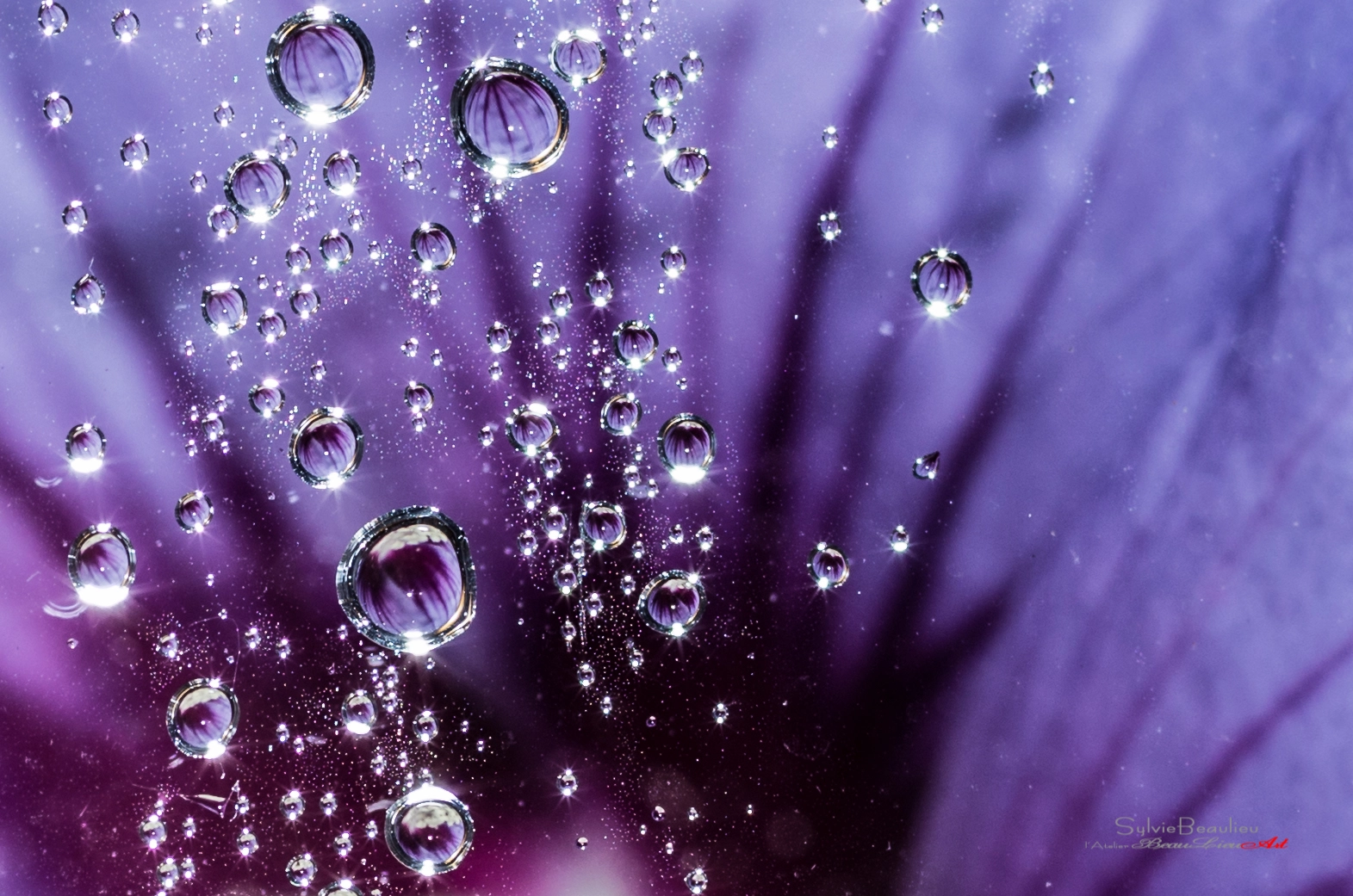 Pentax smc D-FA 50mm F2.8 Macro sample photo. Pluie galactique (galactic rain) photography